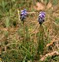 Muscari_racemosum_4492