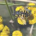 Myathropa_florea_dd2419