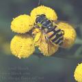 Myathropa_florea_dd2469