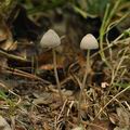 Mycena_abramsii_bk2313