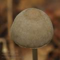 Mycena_abramsii_bk2322