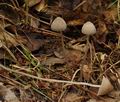 Mycena_abramsii_bk2326