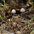 Mycena_abramsii_bk2333