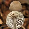 Mycena_abramsii_bk2339