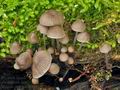 Mycena_abramsii_br5802