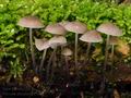 Mycena_abramsii_br5813