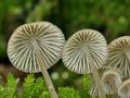 Mycena_abramsii_br5815