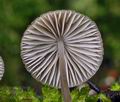 Mycena_abramsii_br5821