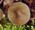 Mycena_abramsii_br5833