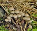 Mycena_abramsii_br5849