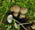 Mycena_abramsii_br5859