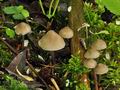 Mycena_abramsii_br5869