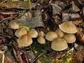 Mycena_abramsii_br5881