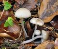 Mycena_abramsii_bt7083