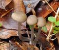 Mycena_abramsii_bt7092