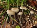 Mycena_abramsii_bt7103