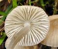 Mycena_abramsii_bt7113