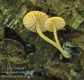 Mycena_acicula_ab1150