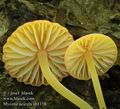 Mycena_acicula_ab1158