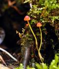 Mycena_acicula_bf8197