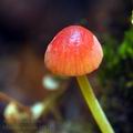 Mycena_acicula_bf8211