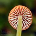 Mycena_acicula_bf8217