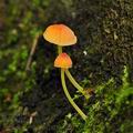 Mycena_acicula_bh6742