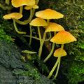 Mycena_acicula_bn9916