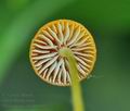 Mycena_acicula_br9165