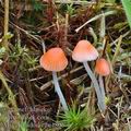 Mycena_adonis_be4806