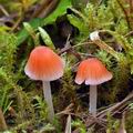 Mycena_adonis_bm9138