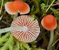 Mycena_adonis_bm9146