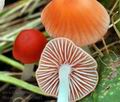 Mycena_adonis_bv8843