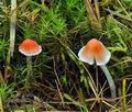 Mycena_adonis_bv8920