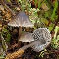 Mycena_aetites_am1930