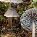 Mycena_aetites_am1937