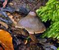 Mycena_algeriensis_cr7049