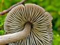 Mycena_algeriensis_cr7056s