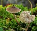 Mycena_algeriensis_hy9573