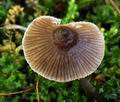 Mycena_algeriensis_hy9574