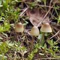 Mycena_amicta_bf8802