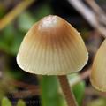 Mycena_amicta_bf8810