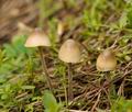 Mycena_amicta_bf8819