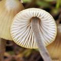 Mycena_amicta_bf8822