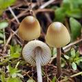 Mycena_amicta_bf8841