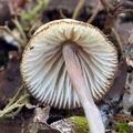 Mycena_amicta_bm9088