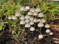 Mycena_arcangeliana_cr4974