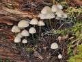 Mycena_arcangeliana_cr4978