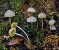 Mycena_arcangeliana_hy9322