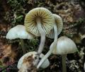 Mycena_arcangeliana_hy9327